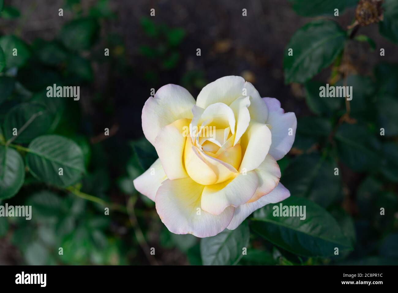 Perfect white rose growing in the garden Stock Photo - Alamy
