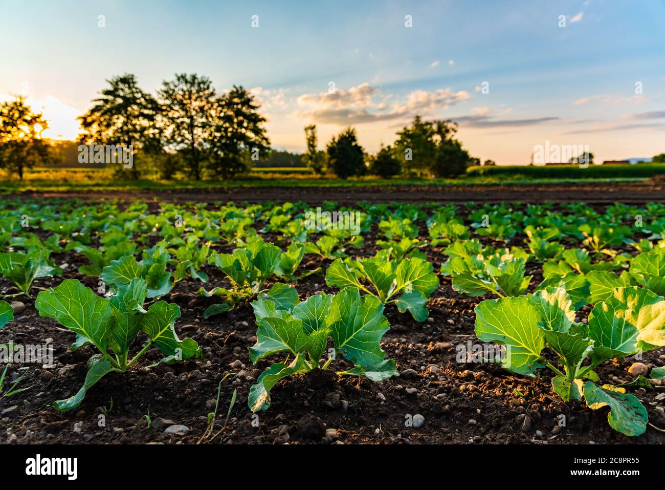 Young cabbage sprouts on the field in rows. Stock Photo