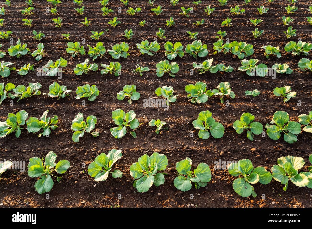 Young cabbage sprouts on the field in rows. Stock Photo