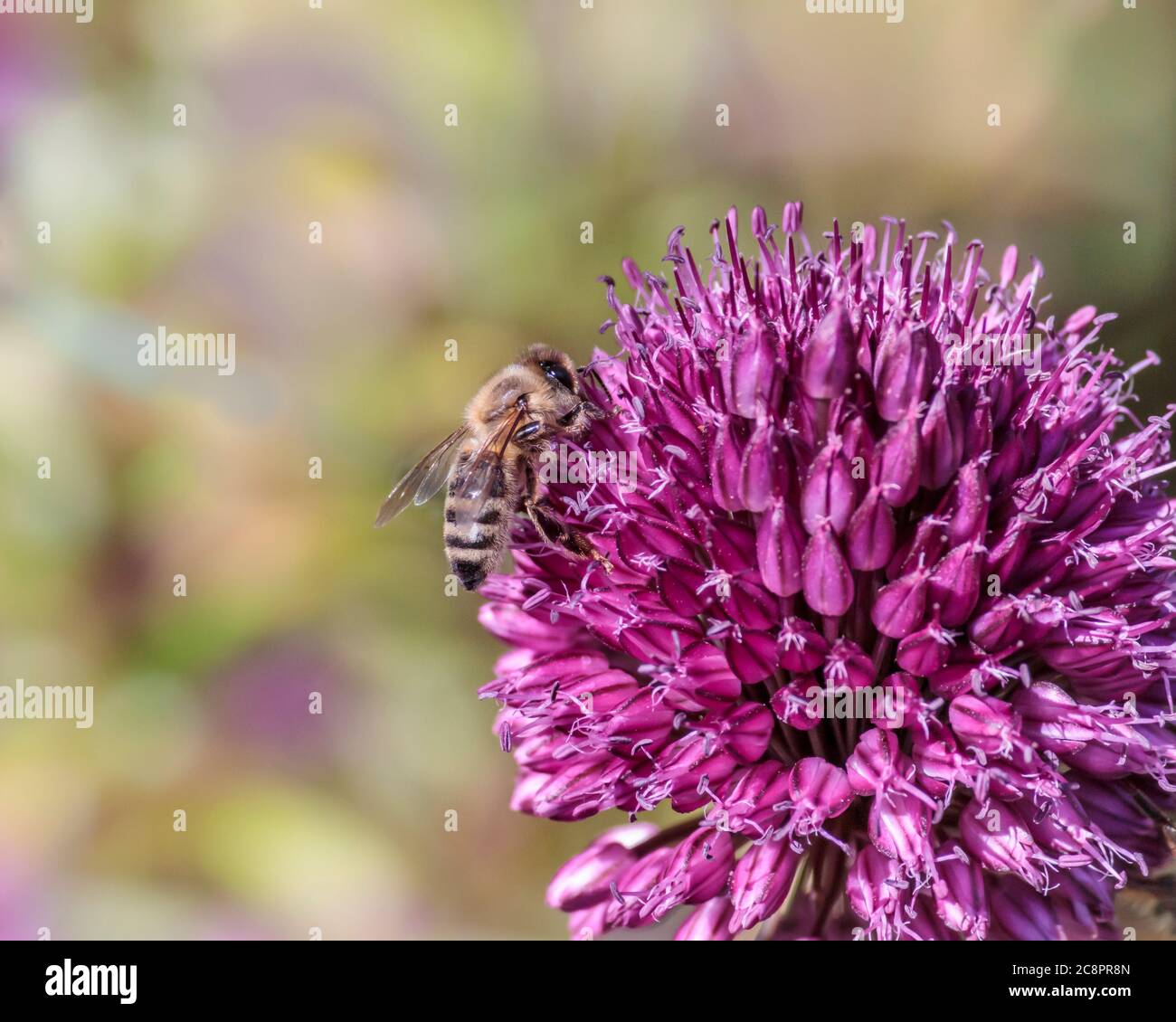 An eye level view, from the side, of a hairy honey bee with its segmented legs, gathering nectar from a bright purple Allium sphaerocephalon flower. Stock Photo