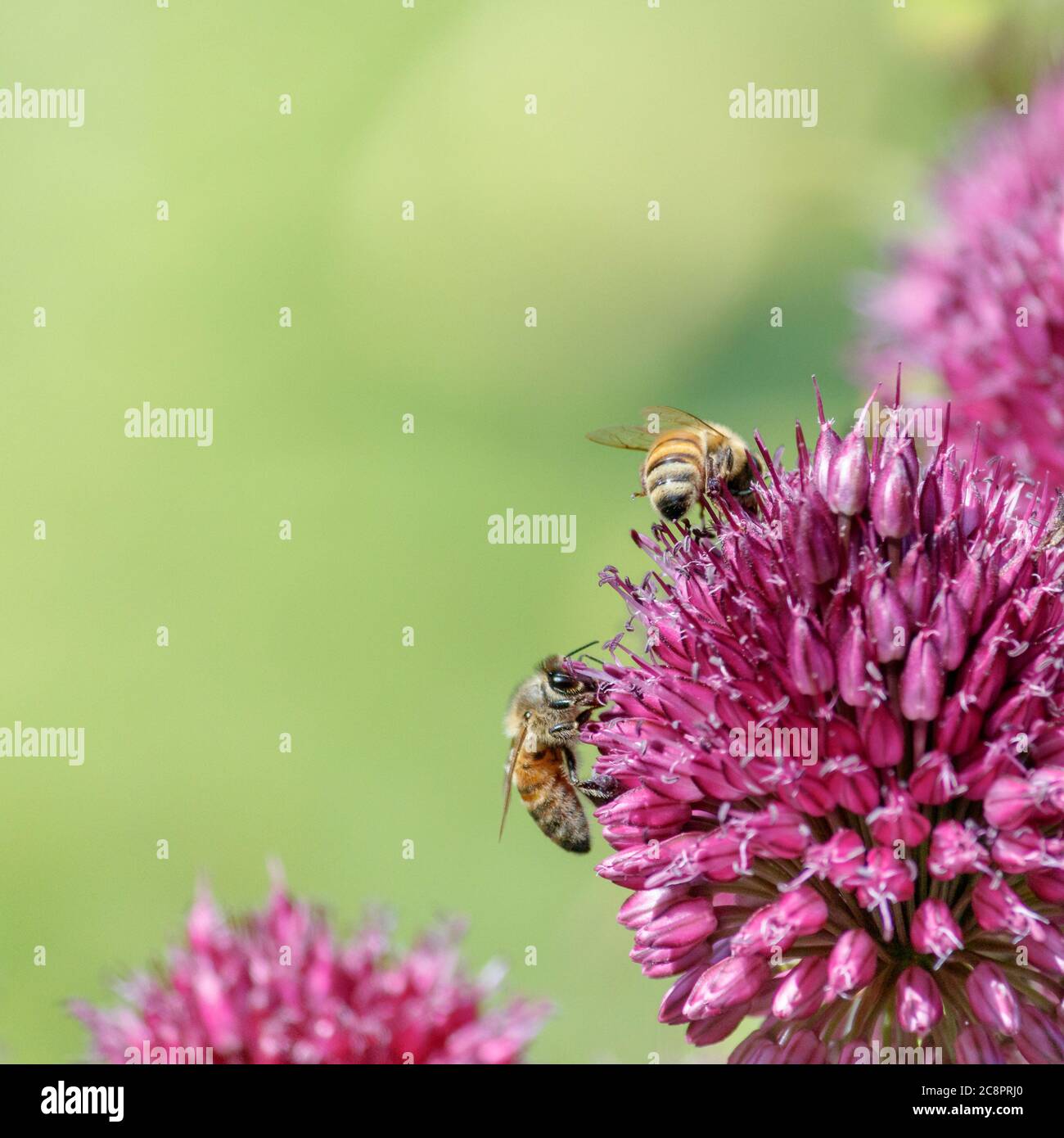 Two honey bees are busy gathering nectar and pollinating a bright purple Drumstick allium (A. sphaerocephalon), with blurred green background. Stock Photo