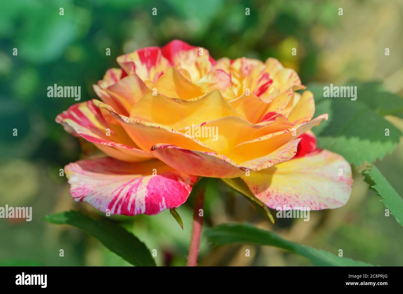Striped yellow and red hybrid tea rose Claude Monet. Claude Monet roses Stock Photo