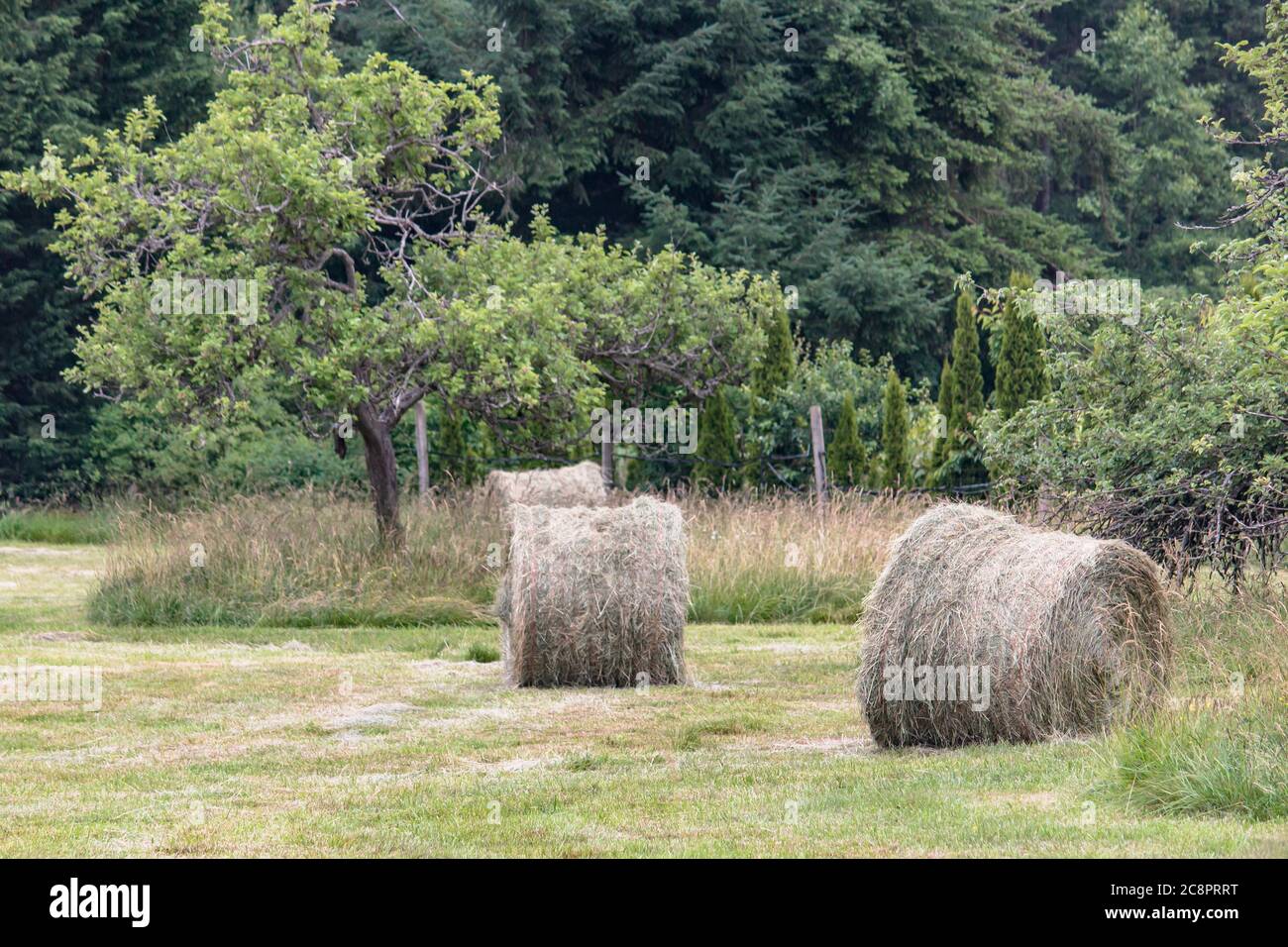Three large round golden bales of grass hay stand in a row in front of a patch of uncut grass, with a dark green coniferous forest in the background. Stock Photo