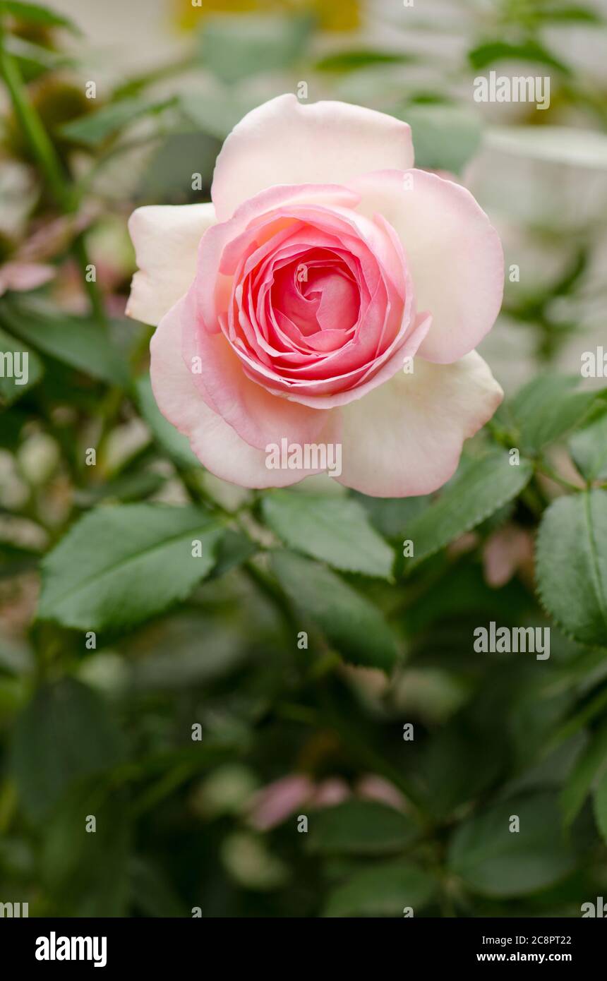 Summer garden with english roses. Pink double roses called Eden Rose ...