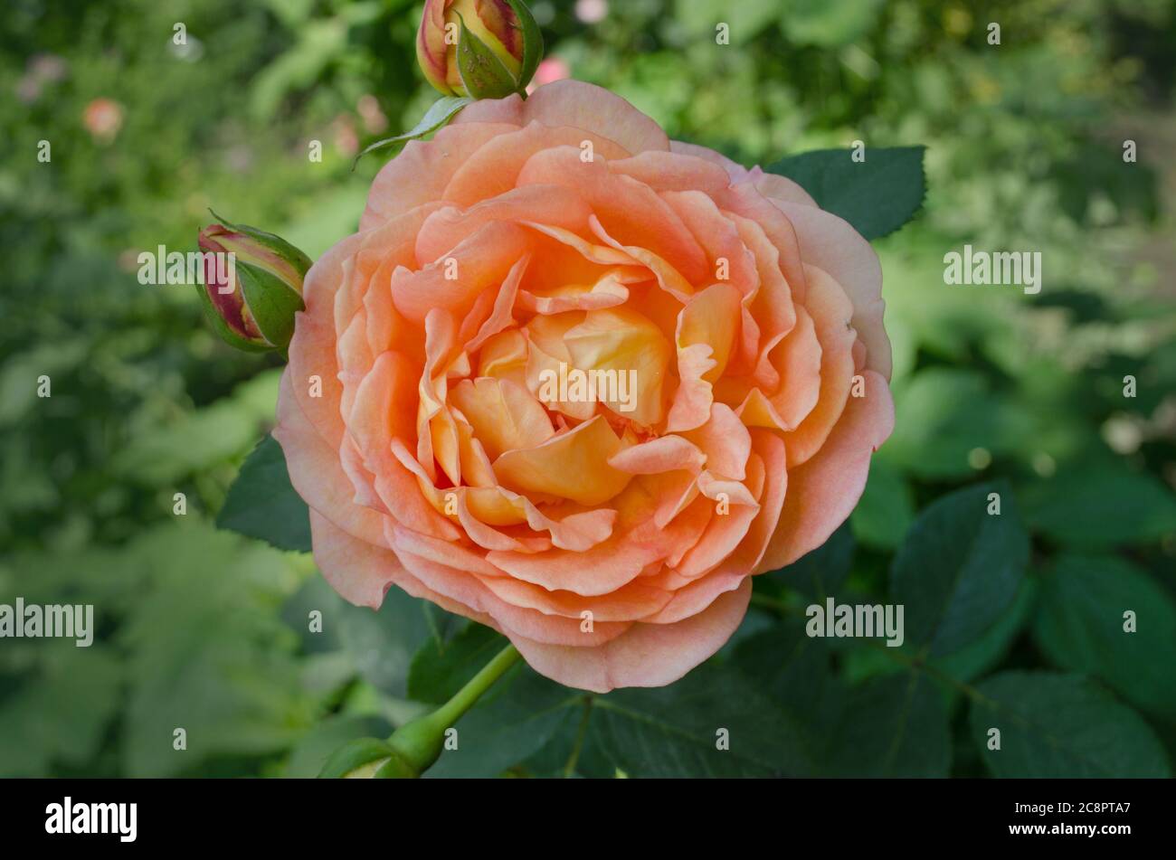Rose Lady Of Shalott High Resolution Stock Photography And Images Alamy