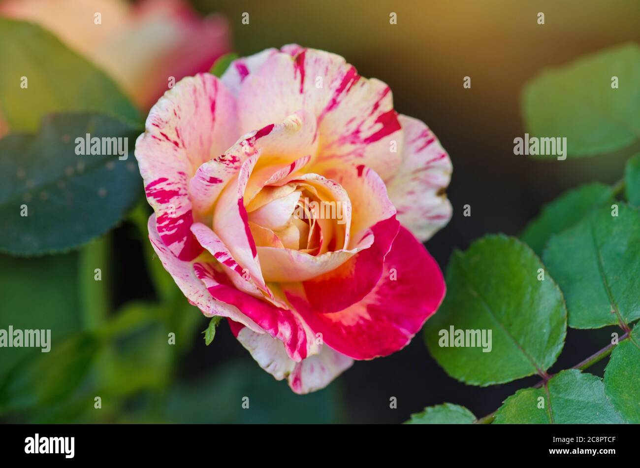 Claude Monet roses. Striped yellow and red roses known as Claud Monet roses. Stock Photo