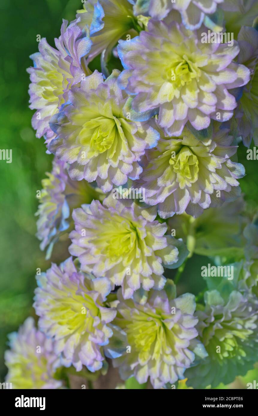 Delphinium Sweet Sensation grows in the garden. Double delphinium ...