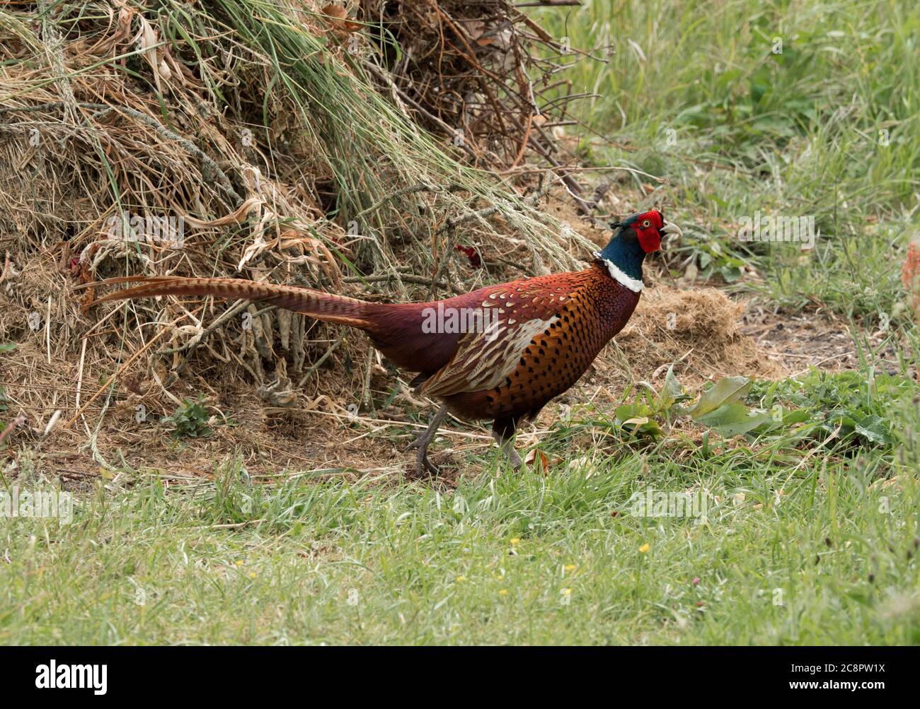 Pheasant, Phasianus colchicus, single adult male walking in field. Worcestershire, UK. Stock Photo