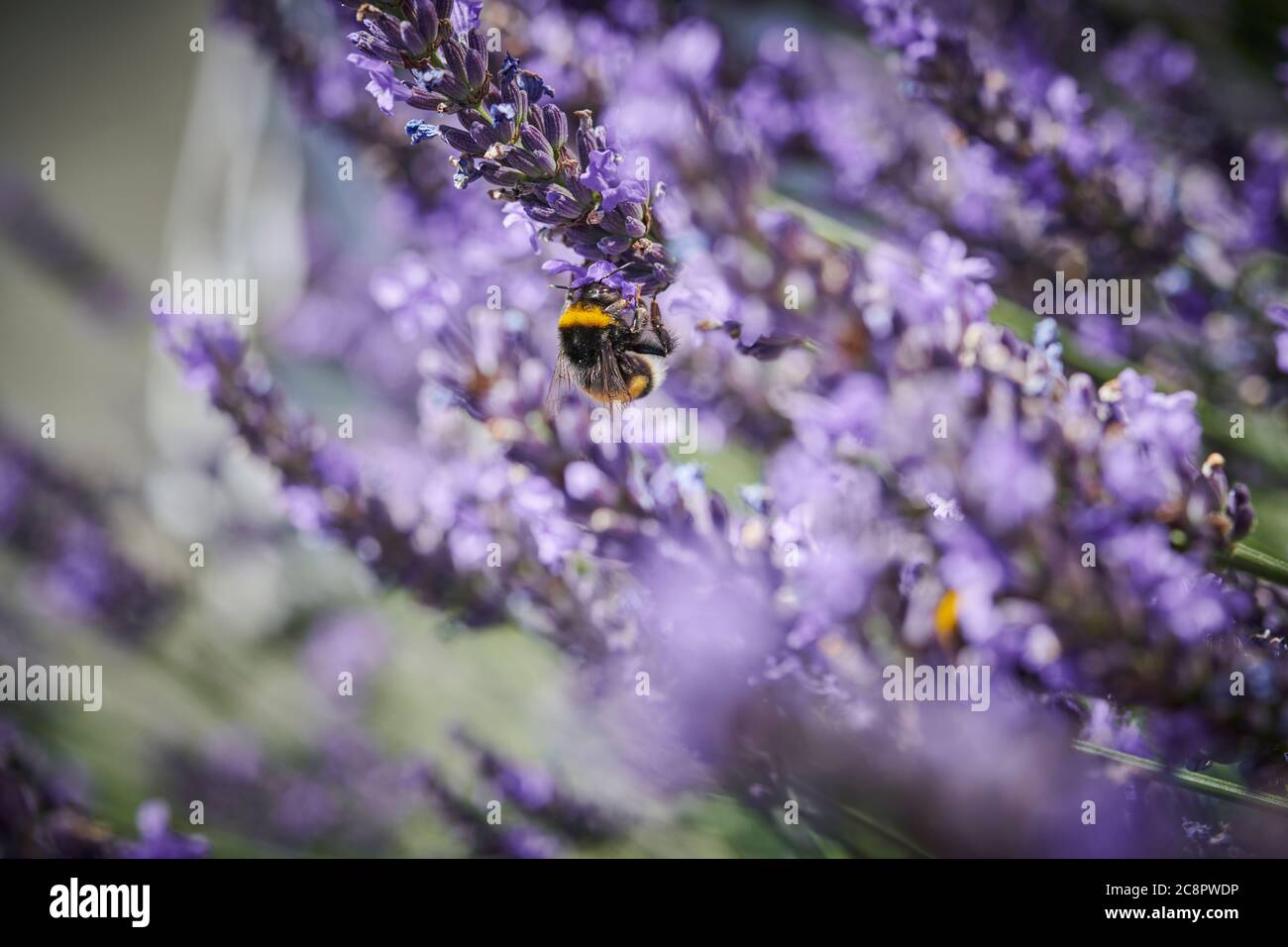 Bumblebee on the lavender Stock Photo - Alamy