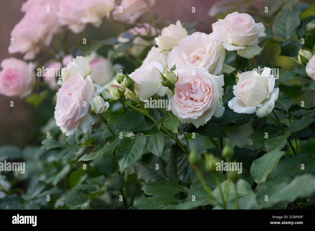 Pink and white roses Eden roze bloom in a tropical garden Stock Photo -  Alamy