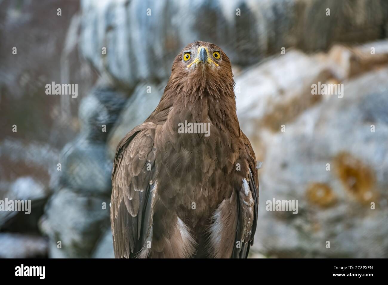 The bird of prey, Steppe Eagle proudly sits in the aviary and looks ...