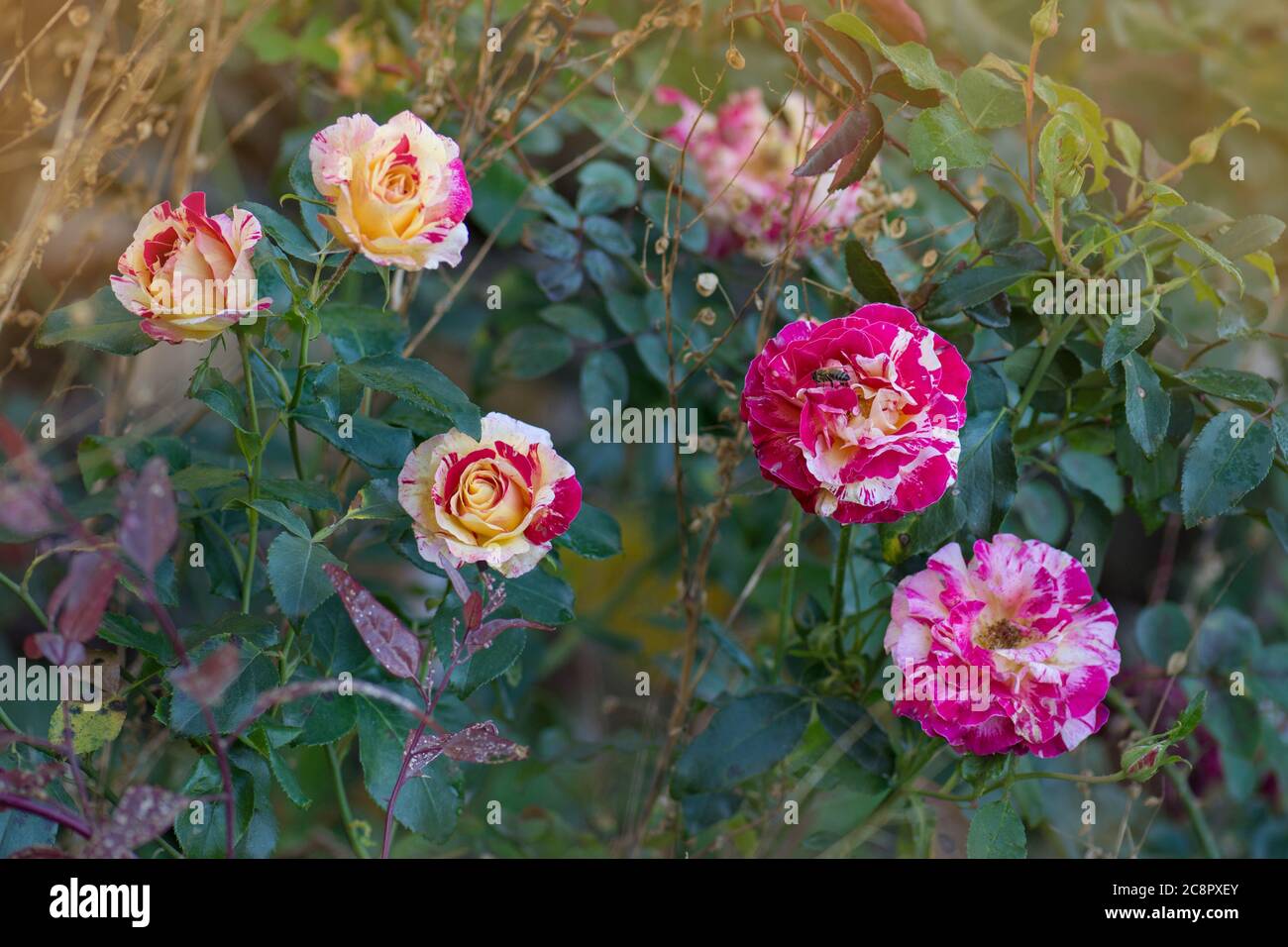 Pink and white striped roses in the garden. Beautiful striped rose Stock Photo