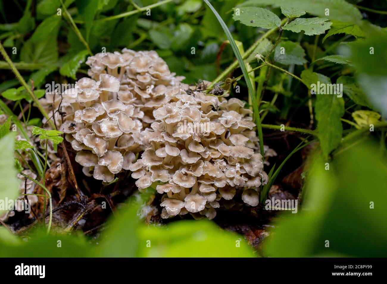 Oyster Mushrooms in the summer forest. A find for the mushroom