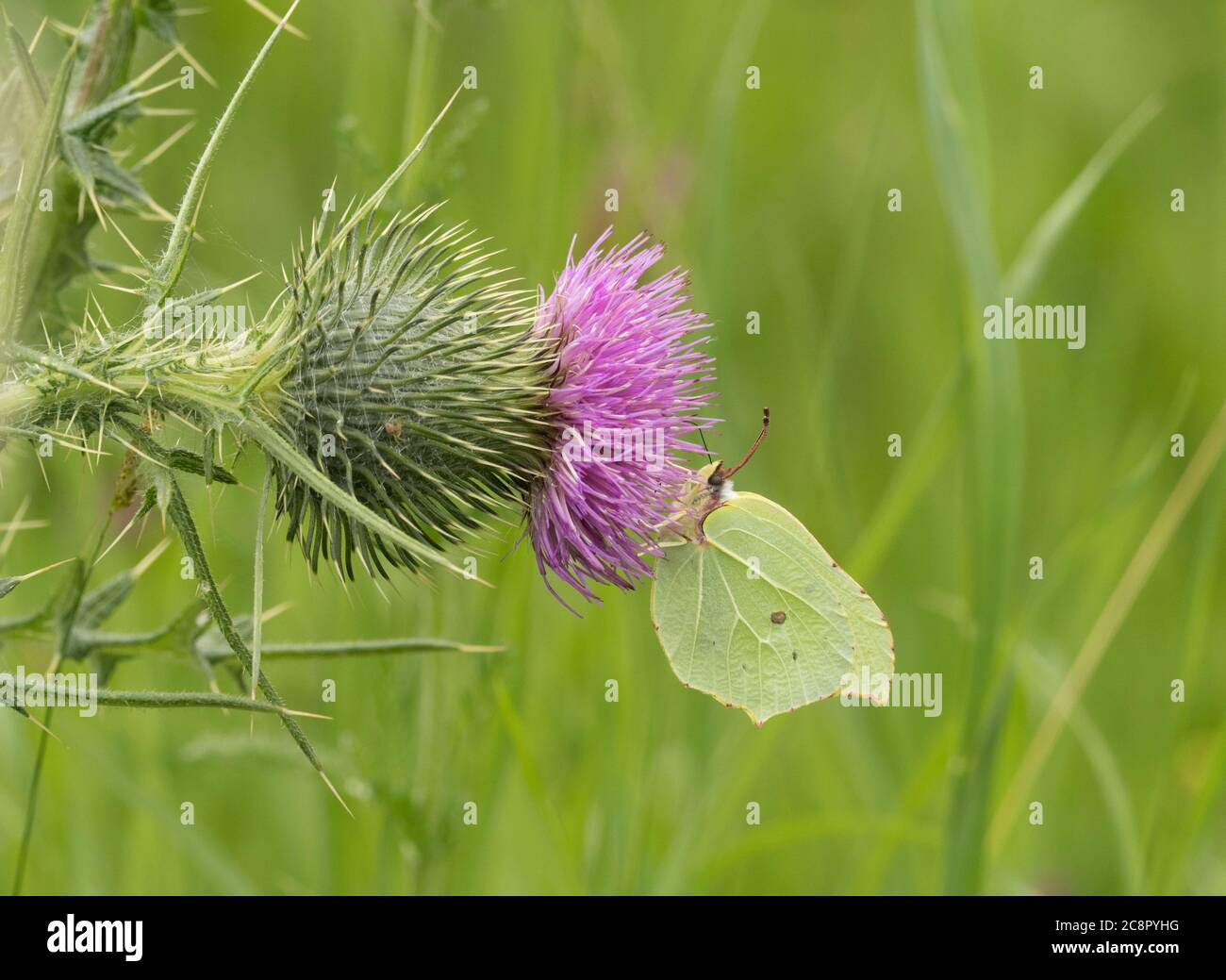 Brimstone Butterfly, Gonepteryx rhamni single adult female feeding on Spear Thistle, Cirsium vulgare, Worcestershire, UK. Stock Photo