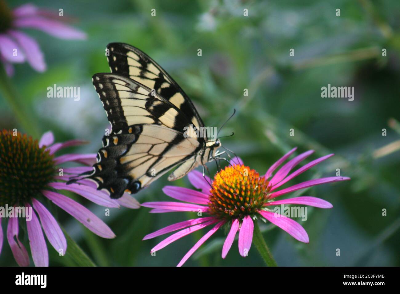 Papilio Eurymedon Pale Swallowtail butterfly at rest on a Purple Coneflower. Stock Photo