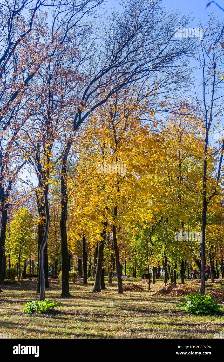 Autumn urban landscape on a Sunny day - yellow autumn trees in the Park ...