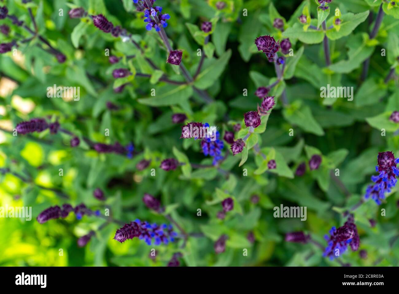Sage green background hires stock photography and images Alamy
