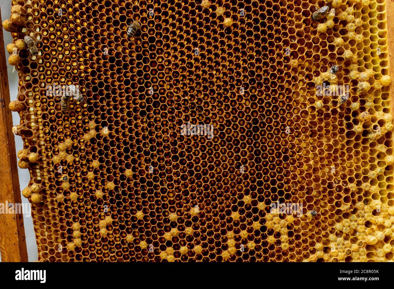 Honey Bee on honeycomb. Close-up of bees on honeycomb in apiary in the summer- selective focus, copy space Stock Photo