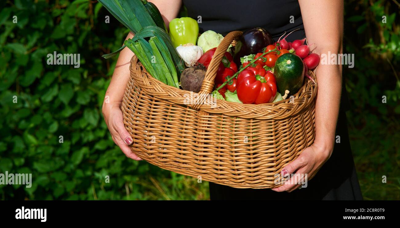 Farmer woman holding wicker basket full of fresh raw vegetables. Basket ...