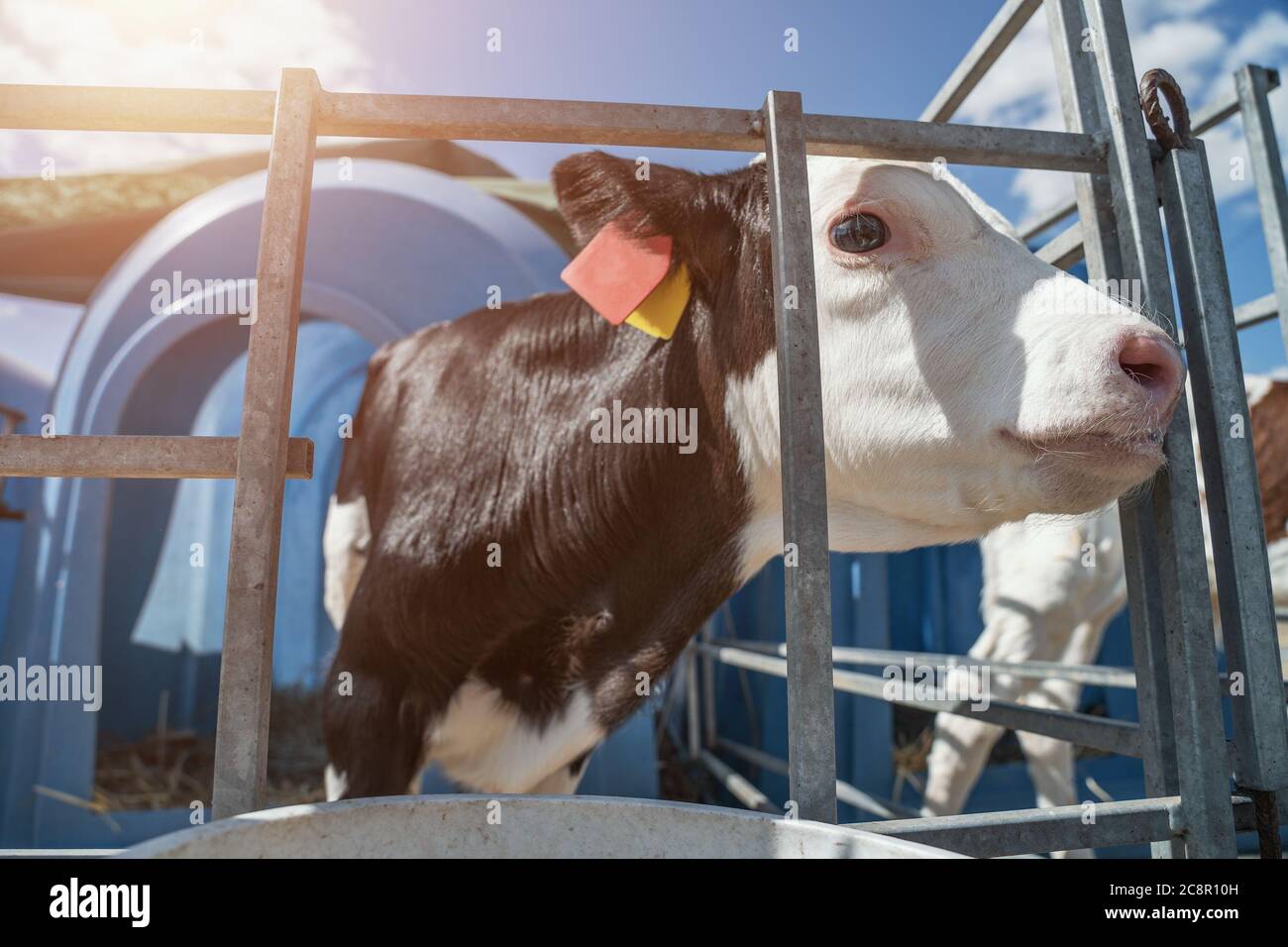 Young cute calf in box or calf-houses at dairy farm. Breeding cattle for production of dairy or milk products. Stock Photo