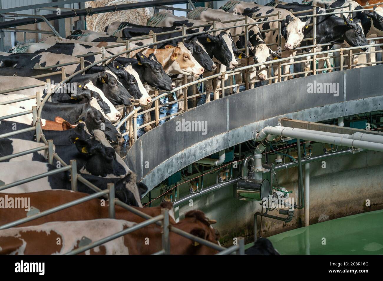 Automated rotary cow milking machine equipment on dairy farm. Many black and white cows on modern industrial round camp are milked. Stock Photo