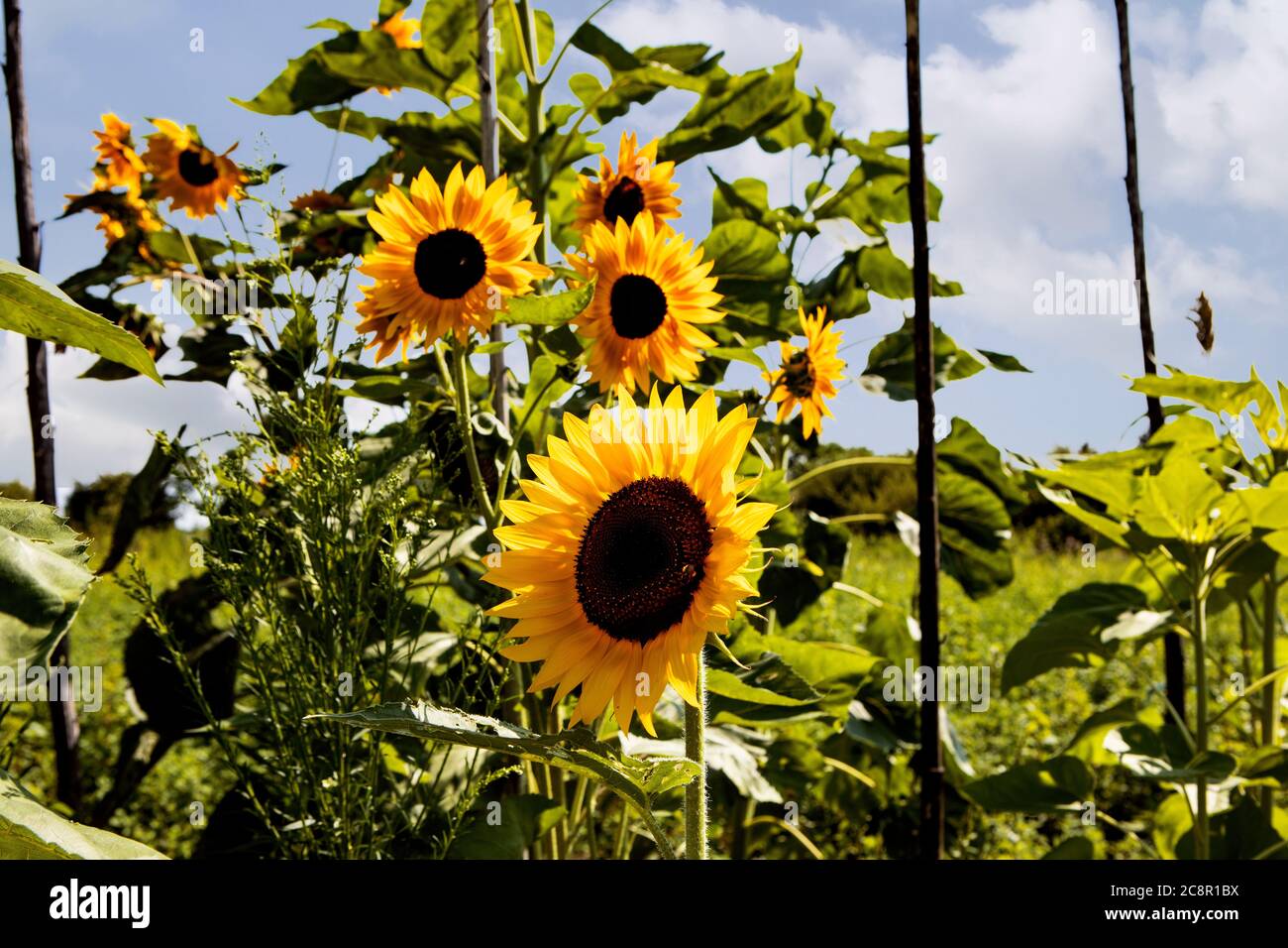 Colourful Yellow and Orange Summer Sunflowers on Sunny Afternoon Stock Photo
