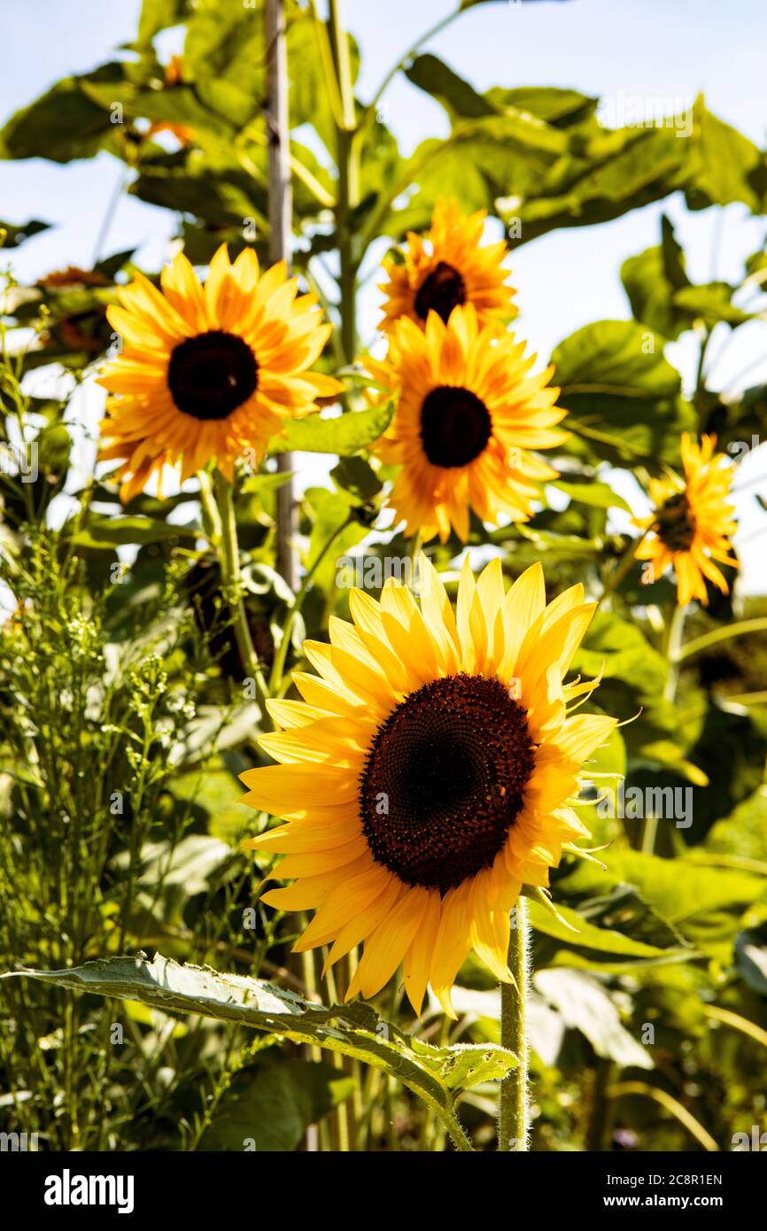 Colourful Yellow and Orange Summer Sunflowers on Sunny Afternoon Stock Photo
