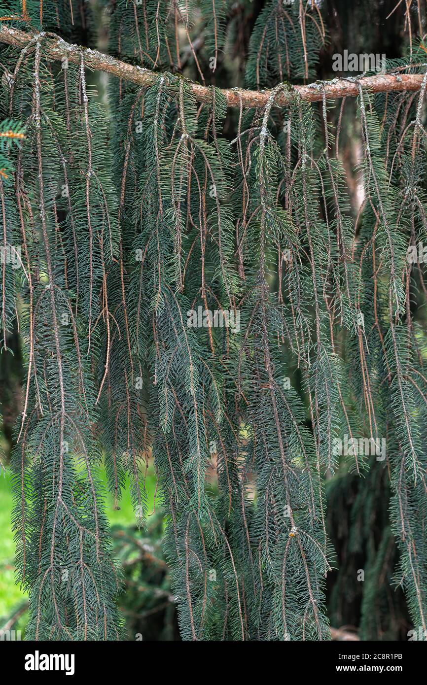 Leaves of Weeping Norway Spruce(Picea abies 'Monstrosa pendula') Stock Photo