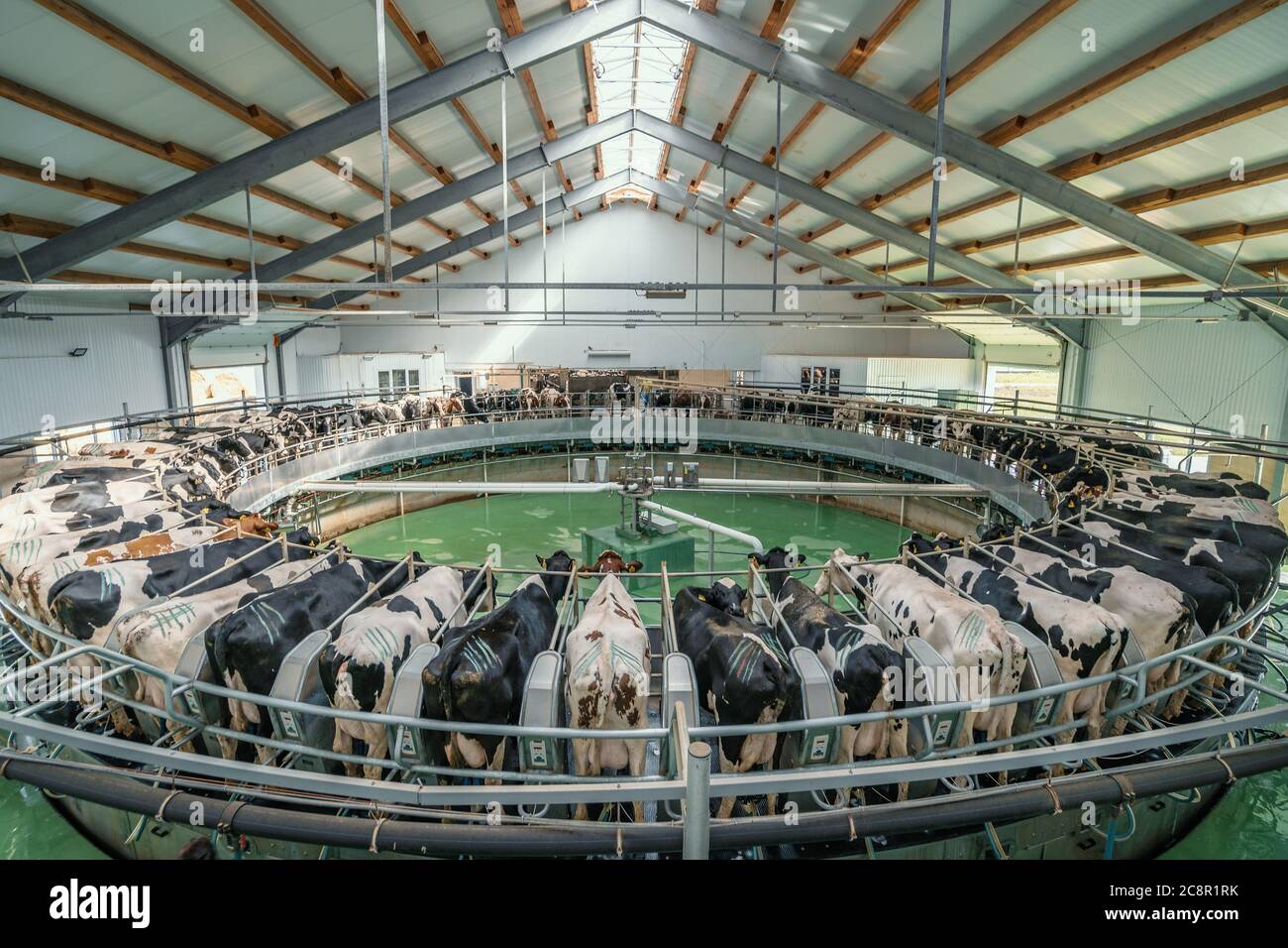 Automated rotary cow milking machine equipment on dairy farm. Many black and white cows on modern industrial round camp are milked. Stock Photo