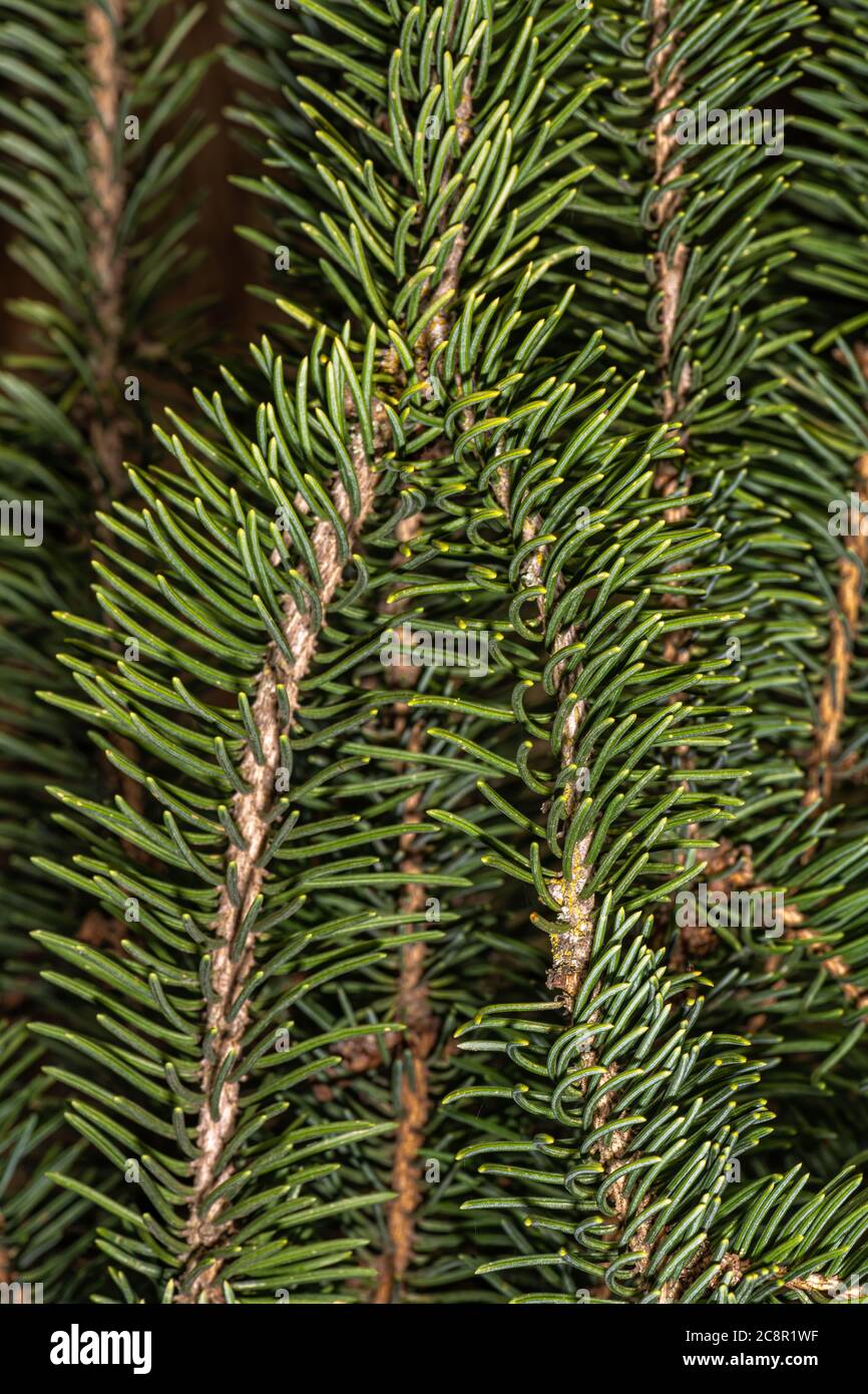 Leaves of Weeping Norway Spruce(Picea abies 'Monstrosa pendula') Stock Photo