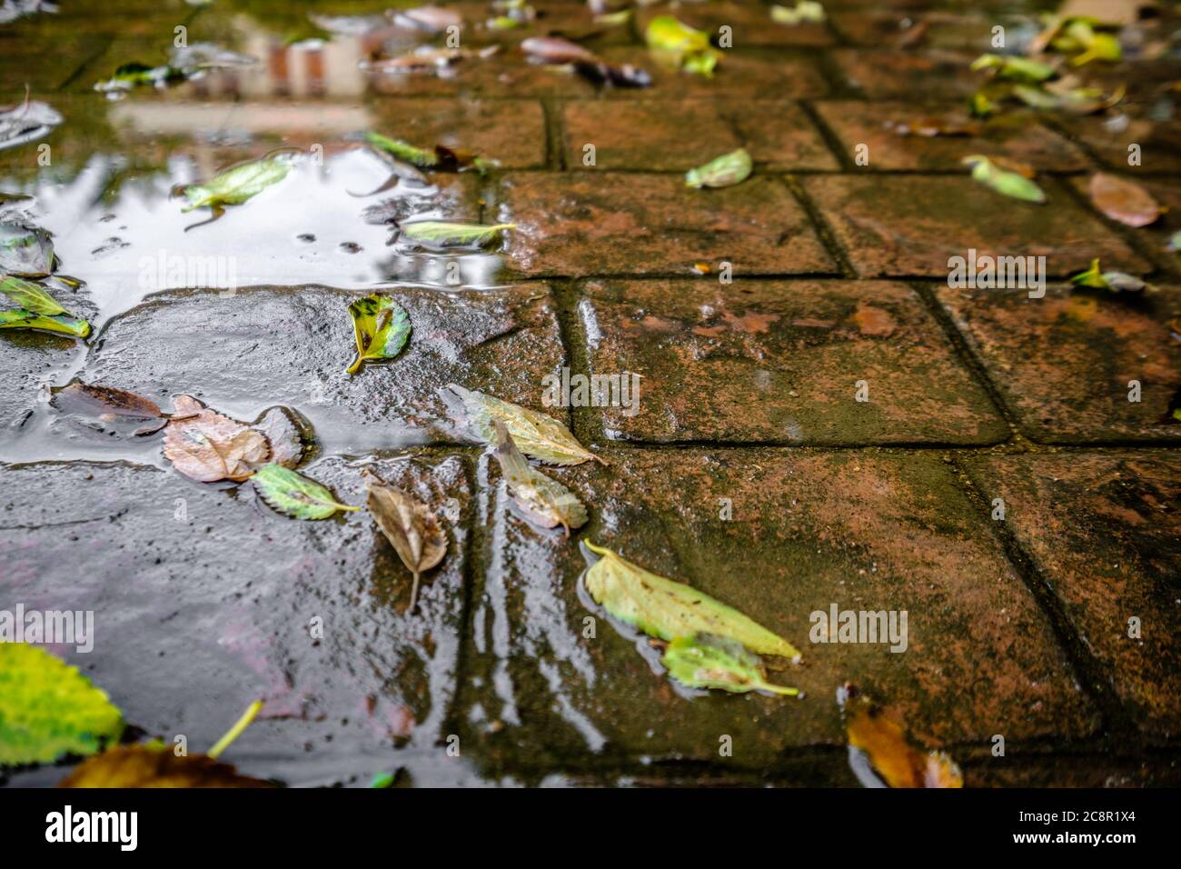 Stone pavement with pattern hi-res stock photography and images - Alamy