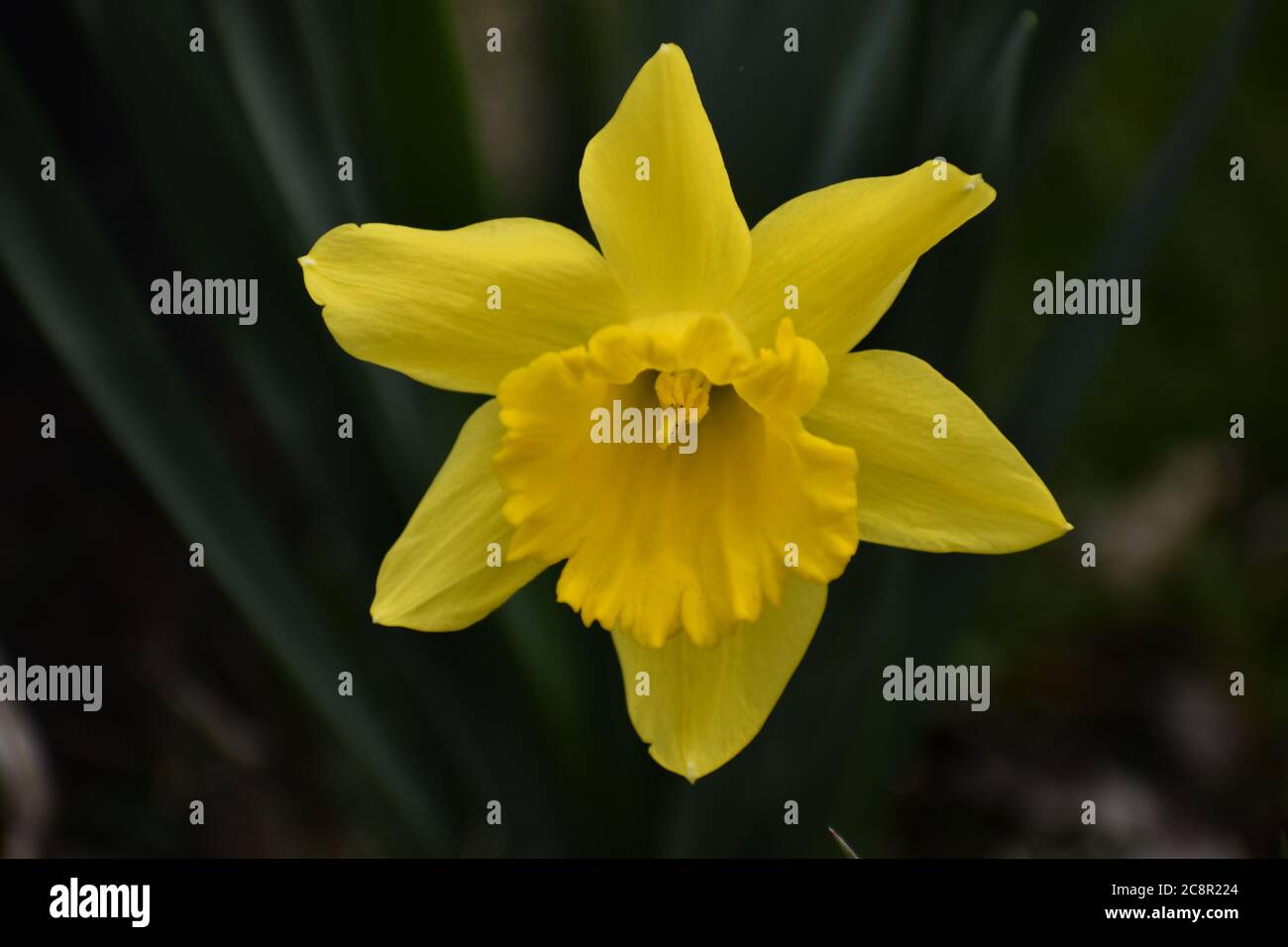 Close-up of daffodil flower (Narcissus) Stock Photo