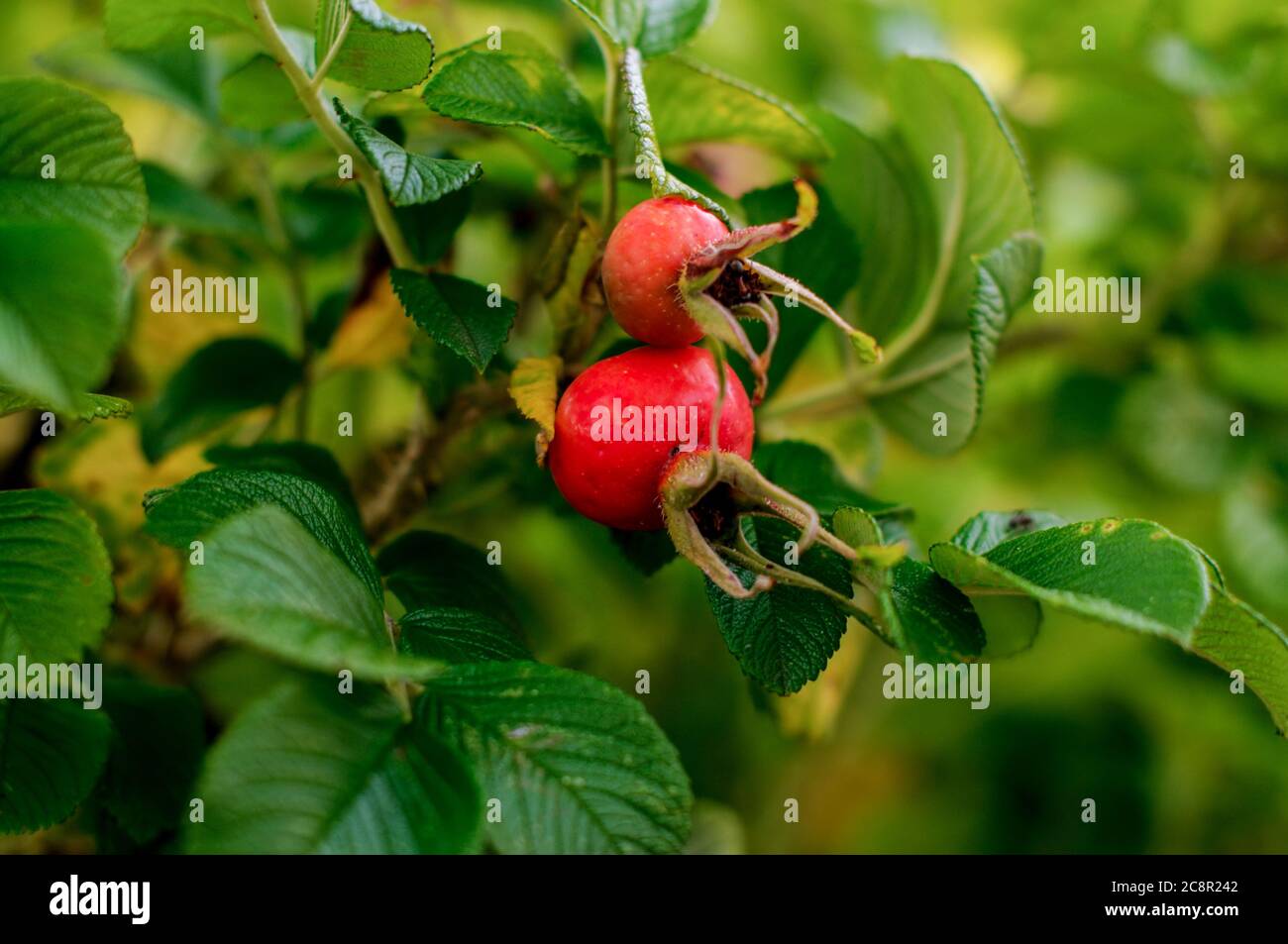 Rosa rugosa, wrinkled rose, ripening, spherical fruit on green bushes Stock Photo
