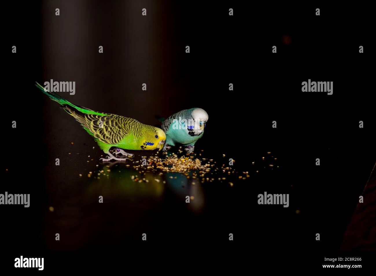 Parrots eating seeds Stock Photo Alamy