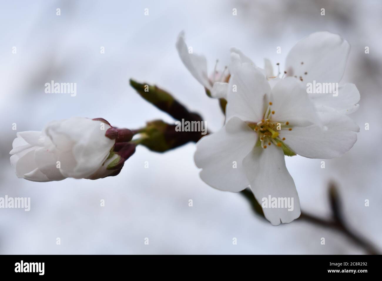 Close up view of white flowers of a cherry tree Stock Photo