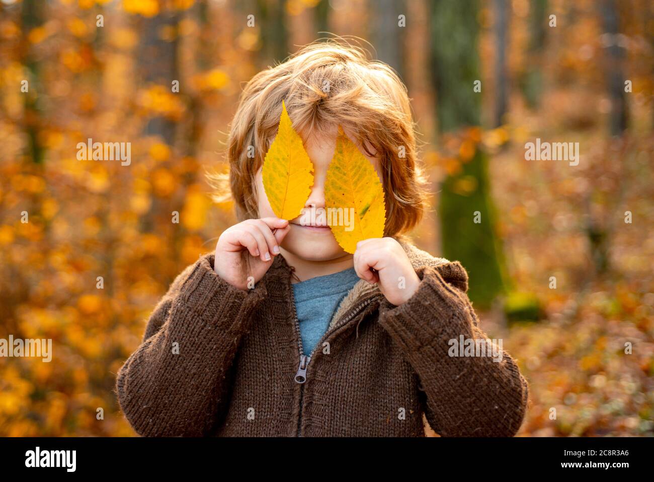 Child covers his eyes with a yellow maple leaf. Autumn kid portrait. Autumn outdoor portrait of beautiful happy child walking in park or forest in Stock Photo