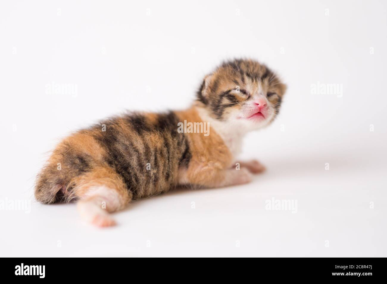 2 weeks old baby kitten on white background isolated Stock Photo Alamy