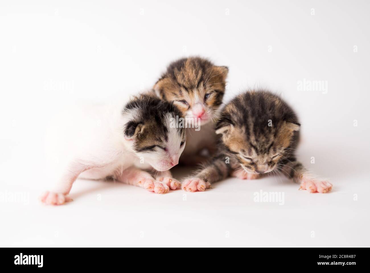 2 weeks old  3 baby kittens on white background isolated Stock Photo