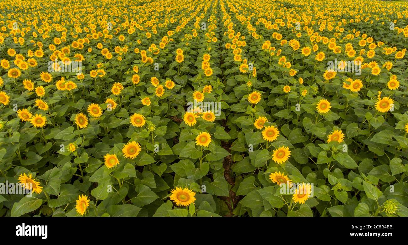 aerial of rows of sunflowers in a field in rural Illinois Stock Photo