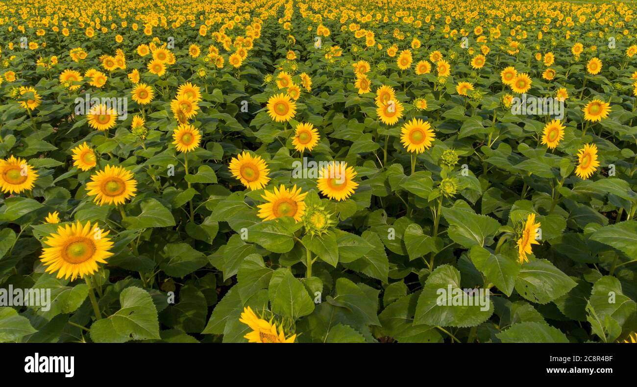 aerial of rows of sunflowers in a field in rural Illinois Stock Photo