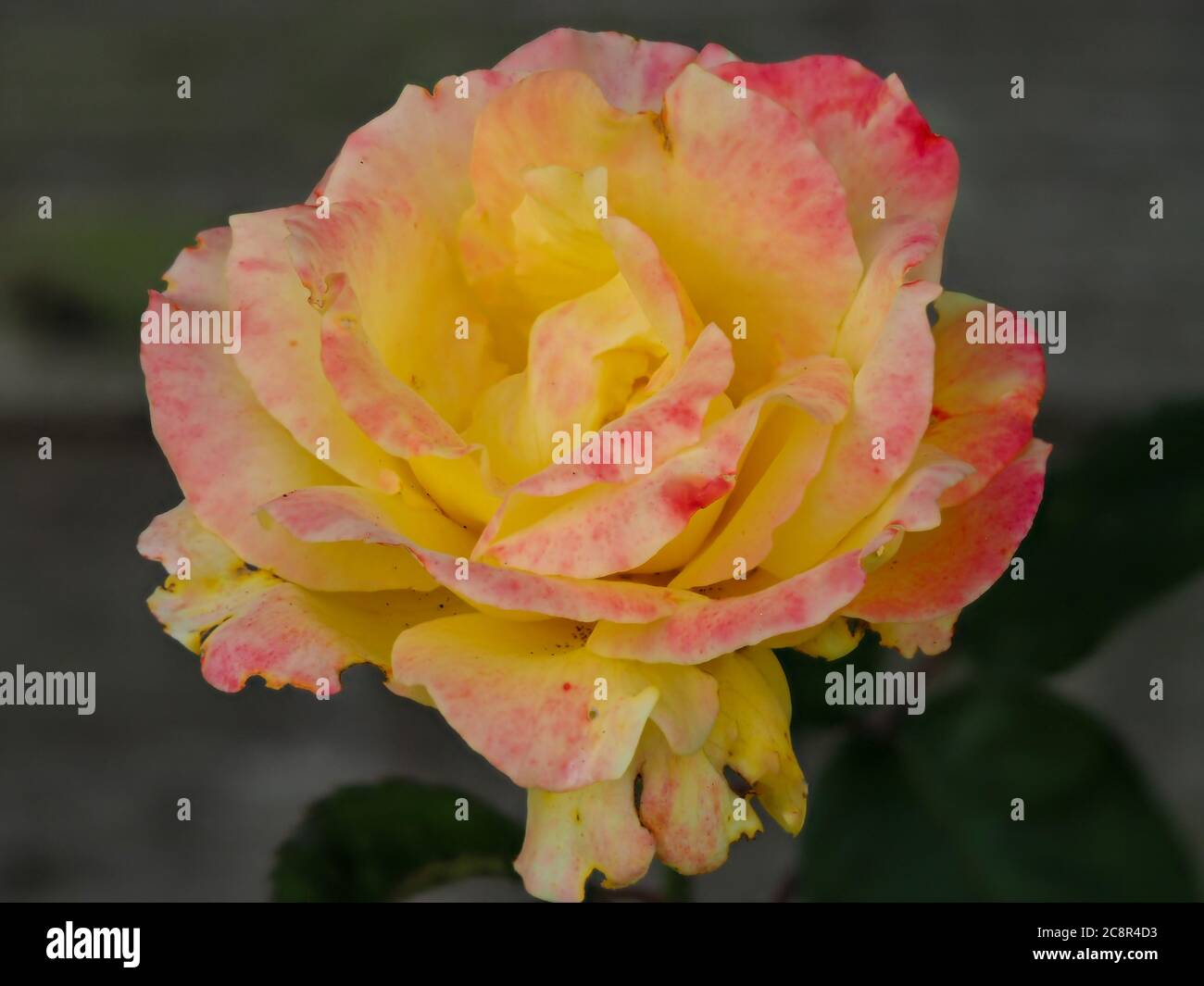 Closeup of a beautiful pink and yellow variegated rose bloom in a