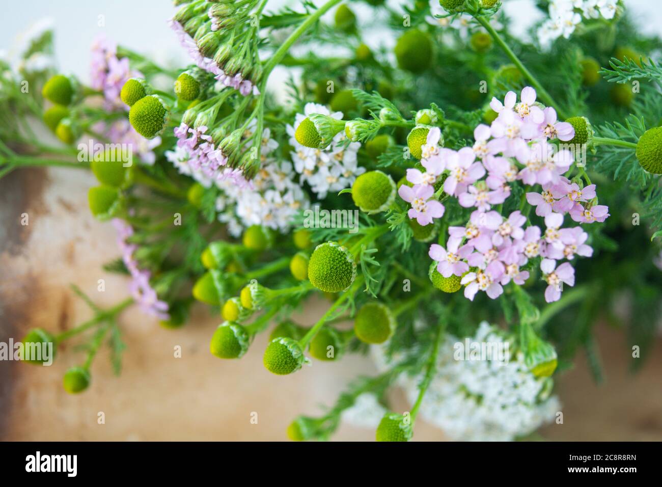 Meadow medical herbs - Chamomile and Achillea closeup view. Alternative medicine herbal grass Stock Photo