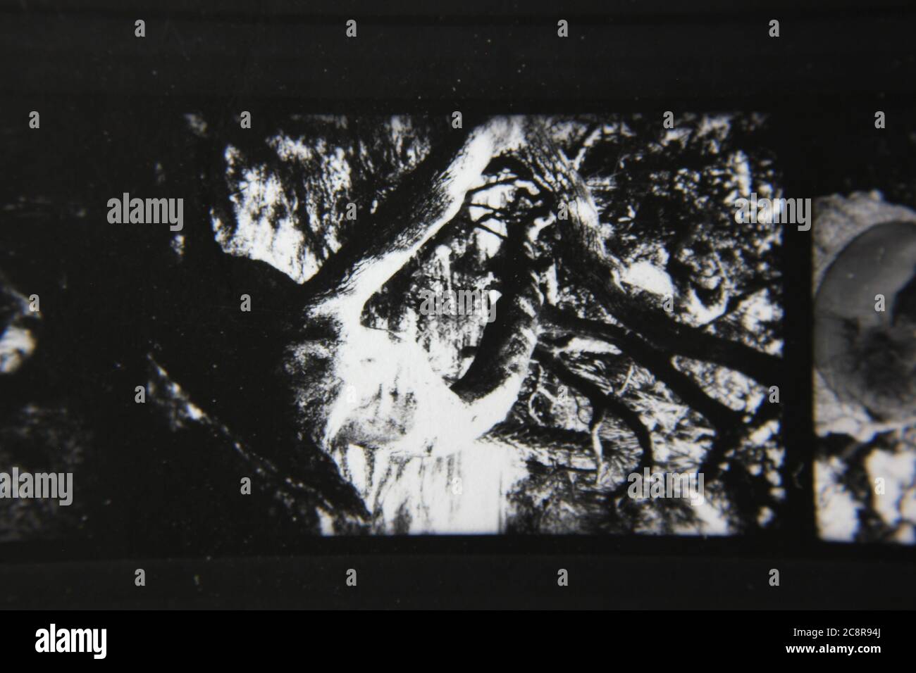 Fine 1970s vintage black and white photography of nature in a dream ...