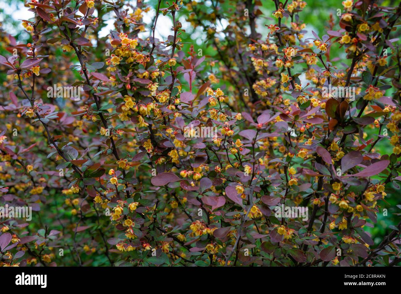 Beautiful blooming yellow flowers by bush with red purple leaves. Berberis ottawensis Auricoma shrub Stock Photo