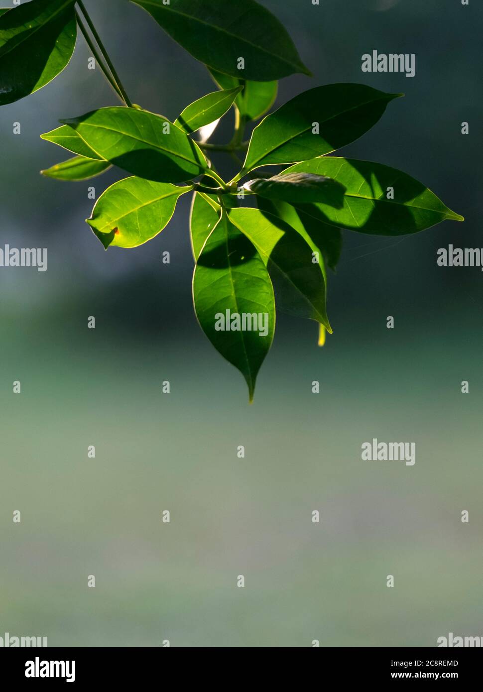 Green leaves background hi-res stock photography and images - Alamy