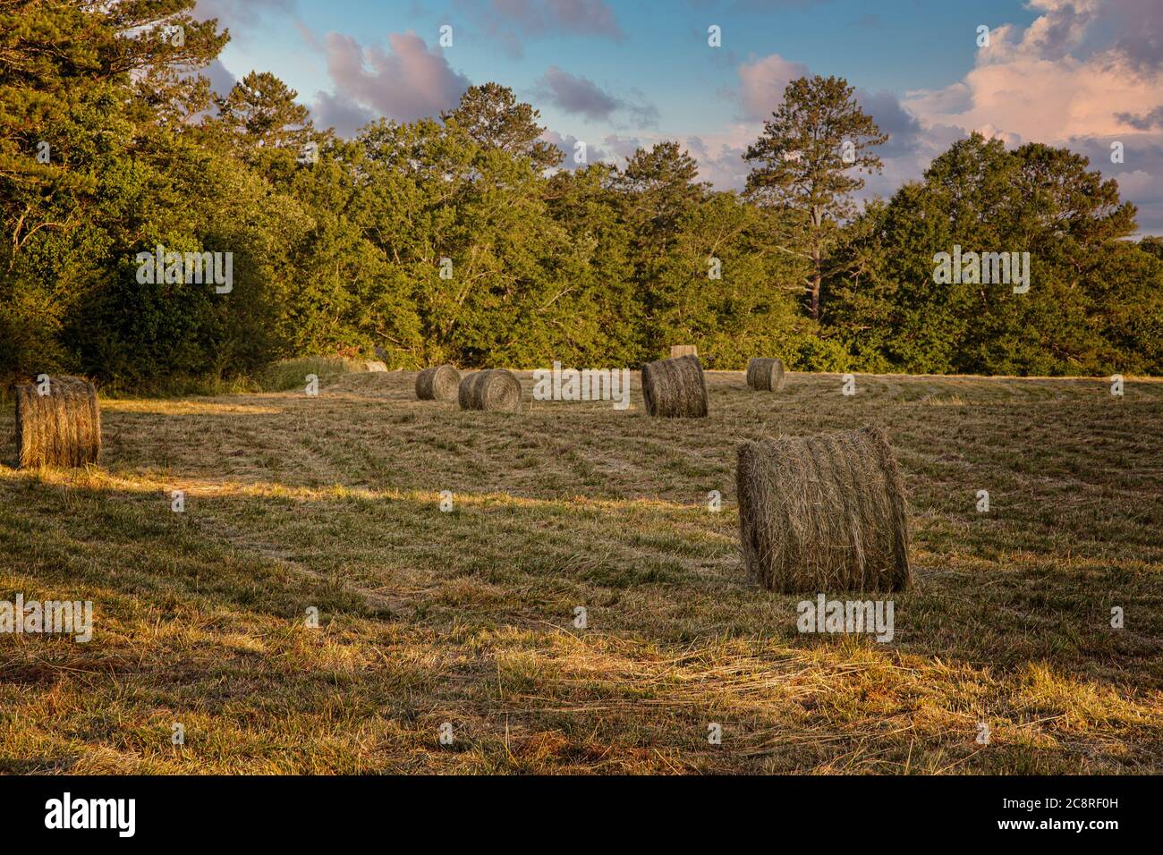 Rolls of Hay in a Field at Dusk Stock Photo - Alamy