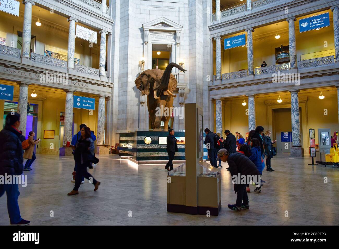 Visitors in the Smithsonian National Museum of Natural History, Washington, D.C. Stock Photo