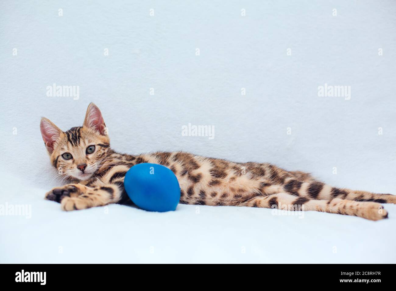 Little Bengal kitty laying with blue toy on the white background Stock ...