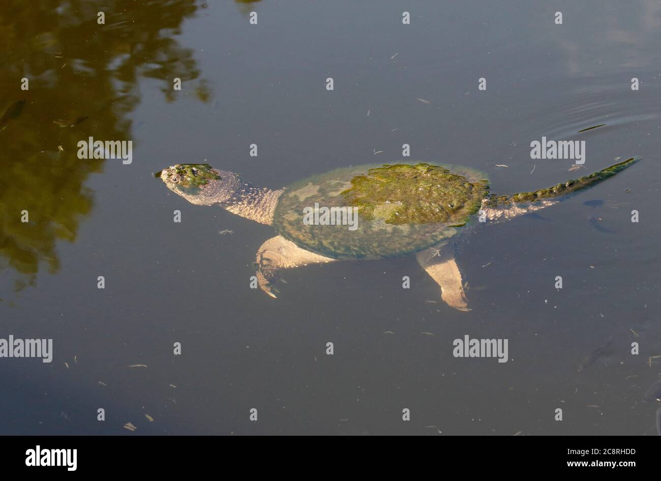 Snapping turtle underwater in Ithaca, New York lake Stock Photo