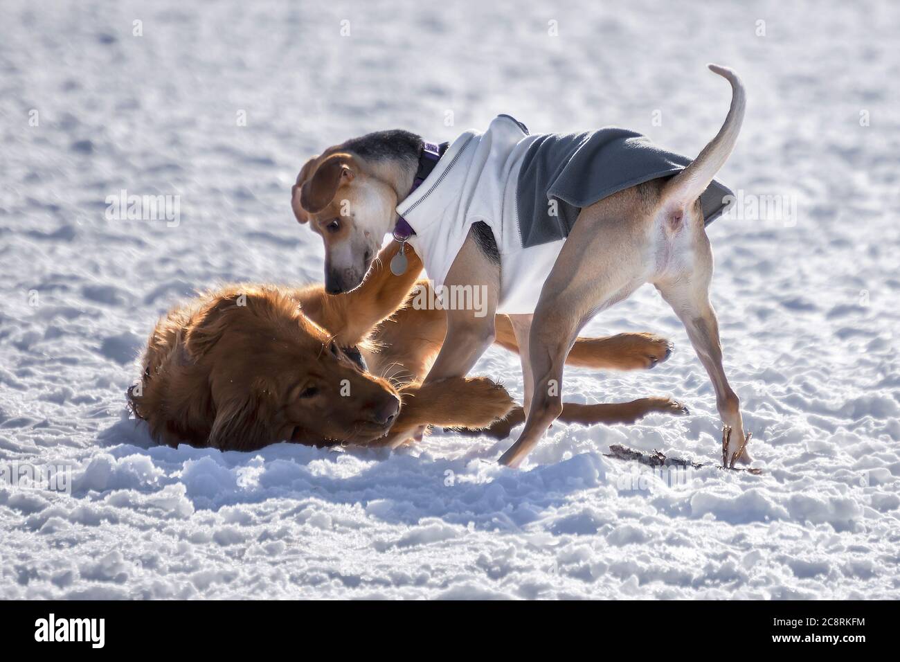2 Dogs playing in winter Stock Photo